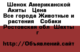 Шенок Американской Акиты › Цена ­ 35 000 - Все города Животные и растения » Собаки   . Ростовская обл.,Шахты г.